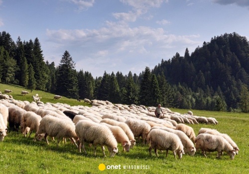 Wiosenny redyk oraz niezapomniana majówka – odkryj magię Szczawnicy i Palenicy w długi weekend