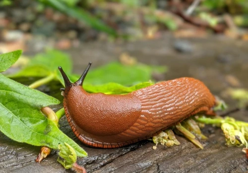 3 łyżeczki na litr wrzącej widy. To usuwa ślimaki z ogrodu w dwa-trzy dni