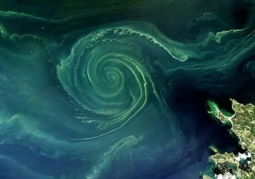 Gigantyczny zielony wir na Bałtyku. Naukowcy alarmują