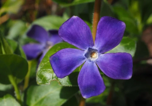 Zamiast trawy posiej to – ogród bez koszenia, który zachwyca przez cały sezon