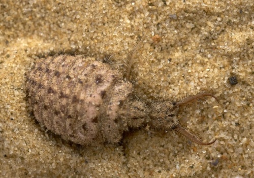 Bezwzględny łowca tkwi w piasku. To protoplasta bestii z 