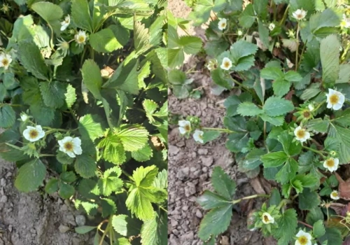 Mróz już zrobił swoje na truskawkach. Straty sięgają 90%