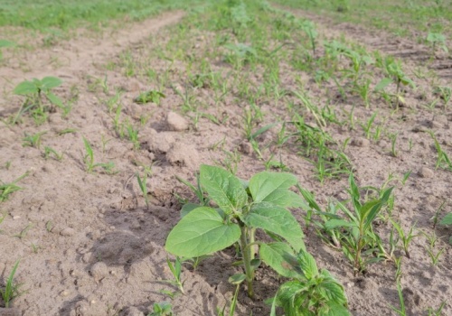Kiedy można odchwaszczać słonecznik powschodowo? To nie zawsze proste