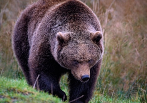 Leśnicy sadzą drzewa owocowe, mają zatrzymać niedźwiedzie w górach