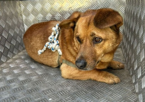 Zostawił psa na pewną śmierć? Szokujące odkrycie w Stalowej Woli!