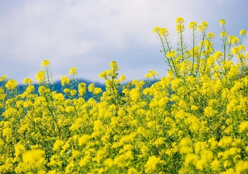 Spóźniona faktura a rozliczenie VAT – jak postąpić i czy grożą sankcje?