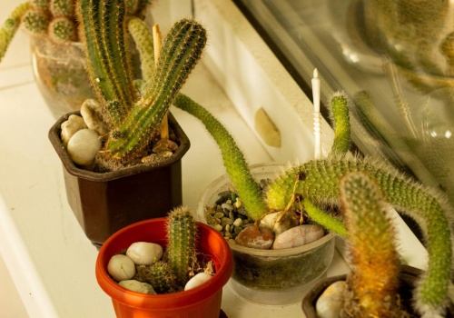 Kaktusy zachwycają kwiatami i kształtami