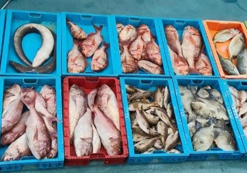 Nielegalne połowy w rezerwacie La Graciosa. Skonfiskowano 230 kg ryb