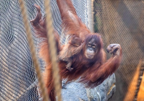 W Orientarium ZOO Łódź urodził się orangutan sumatrzański. To jeden z najrzadszych gatunków