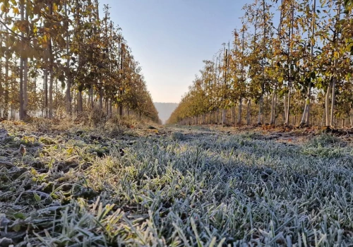 Prognoza pogody: IMGW podaje kiedy wystąpią przymrozki