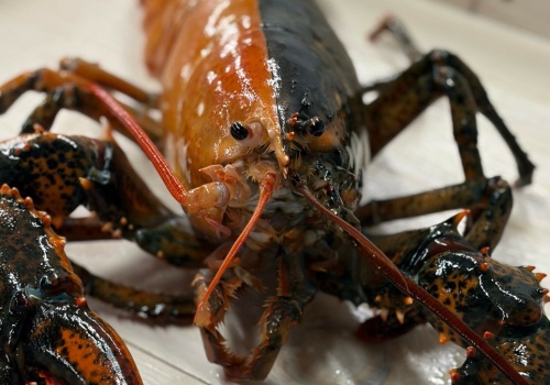 Homar o dwóch twarzach. Jeden taki przypadek na 50 milionów