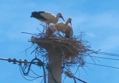 Bociany pechowo wybrały Rzeszów. PGE Dystrybucja: “Nie jesteśmy od pomagania zwierzętom”