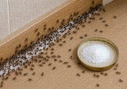 Użyj cukru i tego. Działa na mrówki jak broń atomowa
