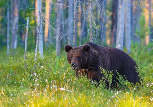 Najnowsze badania zaskakują. Dlaczego w Tatrach jest więcej niedźwiedzi?