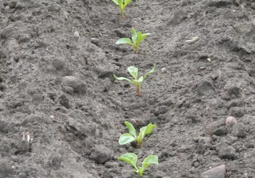 Przymrozek w burakach cukrowych: co robić po fali chłodów i jak ocenić straty?