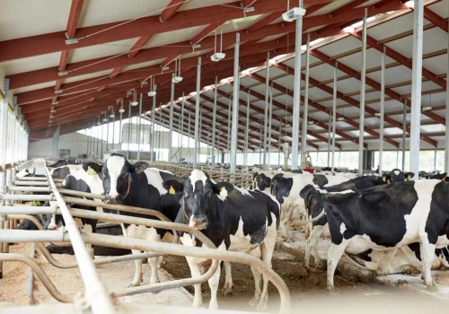 „Zmierzamy ku załamaniu cen mleka”. Branża chce ograniczyć produkcję