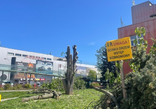 Kontrowersyjna wycinka drzew w centrum Rzeszowa. Strefa Działań Miejskich pyta: kto podjął decyzję i dlaczego teraz?