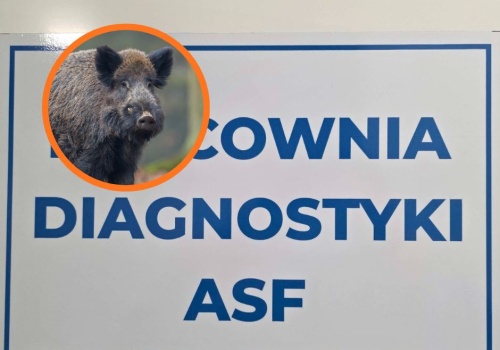 Zwiększona liczba przypadków Afrykańskiego Pomoru Świń w powiecie piotrkowskim. Służby apelują do hodowców