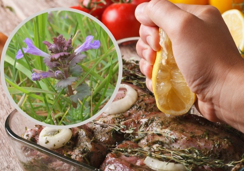 To wszechobecne zioło wspiera trawienie i odtruwa organizm. Wykorzystaj jego prozdrowotne właściwości