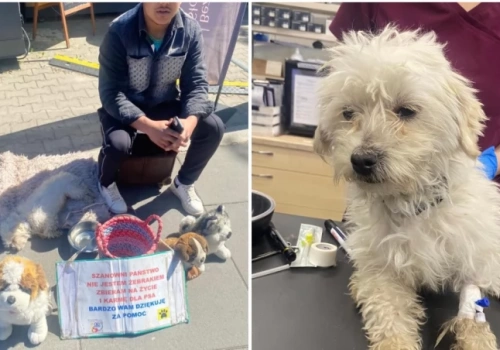 Straż miejska odebrała żebrakowi wycieńczoną suczkę. Pomagała mu zarabiać