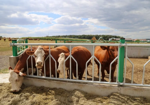 Ceny bydła lecą w dół. Nawet 1 zł/kg mniej – sprawdź stawki