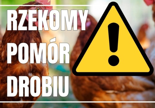 Ognisko rzekomego pomoru drobiu w Zamarskach. Alarm weterynaryjny w powiecie cieszyńskim