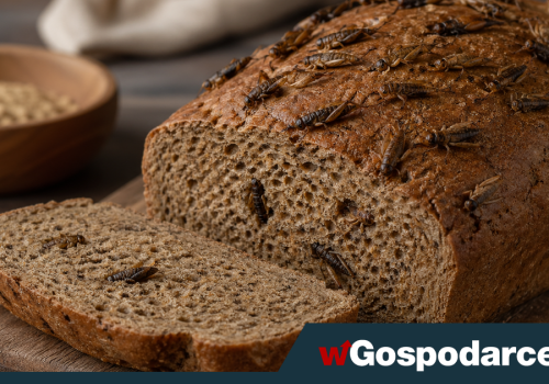 Chleb ze świerszczy. Polacy powiedzieli, czy chcą go zjeść