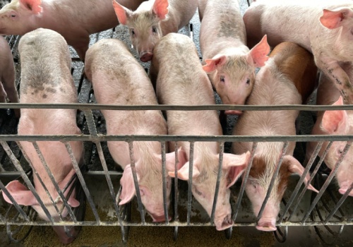 Przełom po 7 latach. Niemiecka wieprzowina wraca na ważny rynek