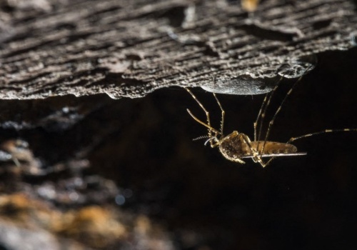 Komary dotarły tam, gdzie nigdy nie były. To nie jest dobry sygnał
