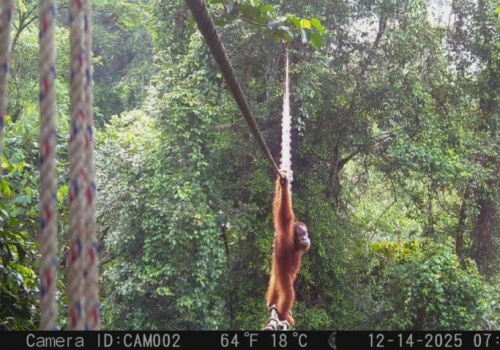 Po dwóch latach się udało! Orangutan skorzystał z przejścia nad drogą