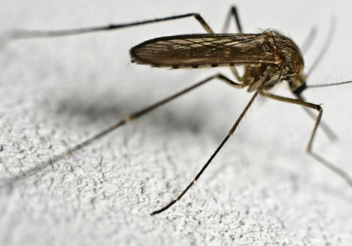 Żegnajcie komary wlatujące przez okno. Skuteczne w 100 proc. rozwiązanie jest na wyciągnięcie ręki