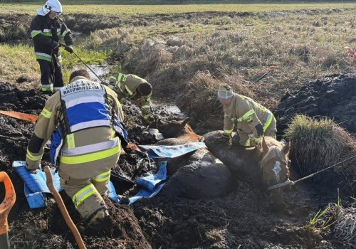 Akcja ratunkowa na bagnach. Strażacy ratowali konie, które ugrzęzły w rowie