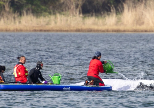Trwa walka o życie wieloryba Timmy'ego. Niemieckie media donoszą o sukcesie