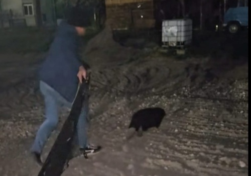 Bóbr wybrał się na spacer po mieście. Dla jego dobra zawieziono go z powrotem nad rzekę