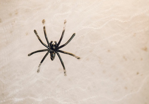 Nie zabijaj pająka. Robi to każdej nocy i możesz się zdziwić, ile ci 