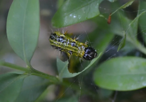 Załóż czarny worek na bukszpan. Ten prosty zabieg eliminuje ćmę nawet w kilka godzin