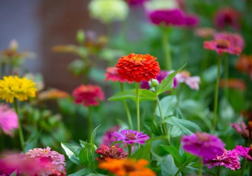 Wysiej cynie w maju. W 6 tygodni zakwitną – ogród kolorowy do jesieni