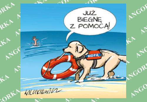 Psy ratownicze świętują swój dzień. Niezastąpione w akcjach poszukiwawczych