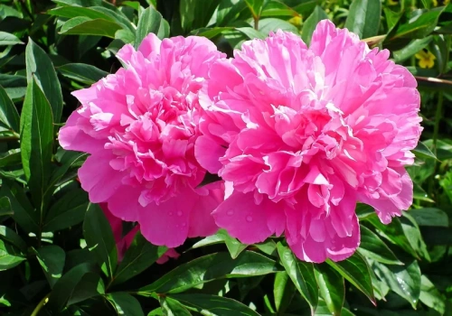 Wystarczy obrać 5 ziemniaków. Piwonie eksplodują kwiatami