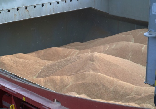 Ceny zbóż na najbliższym czasie. Analitycy piszą scenariusze, a w tle mniej zbiorów i pełne magazyny