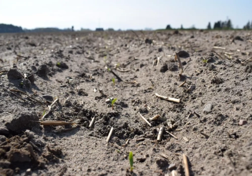 Buraki po przymrozkach. Pryskać czy się wstrzymać? Tu łatwo o błąd