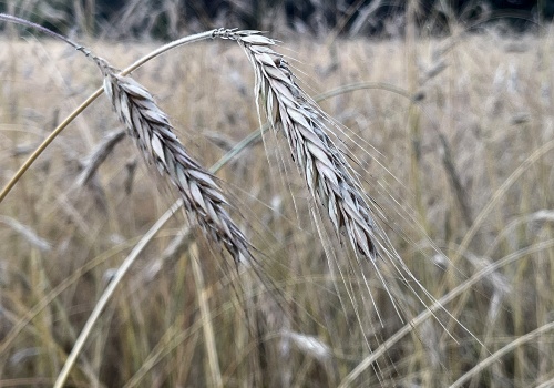 Tańsze zboża na targowiskach