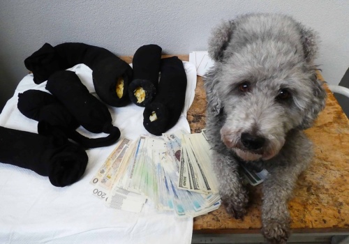 W bagażach i schowkach przewozili miliony. Gotówka nie została zgłoszona celnikom