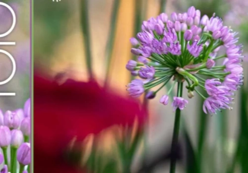 Informacje kulturalne, wydarzenia: 29 kwietnia – 5 maja