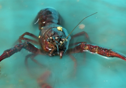 Wysoka cena za głupotę! Turystkom grozi areszt