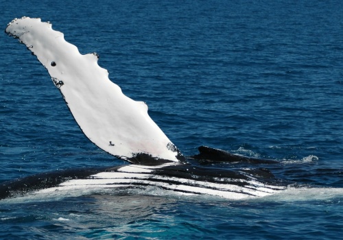 Ruszył transport humbaka z Bałtyku. Wpływa na wody Danii