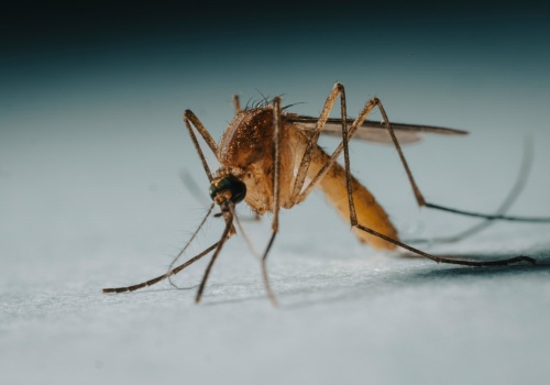 Masz tę grupę krwi? Komary nie dadzą Ci spokoju przy grillu. Sprawdź, jak oszukać ich sensory!