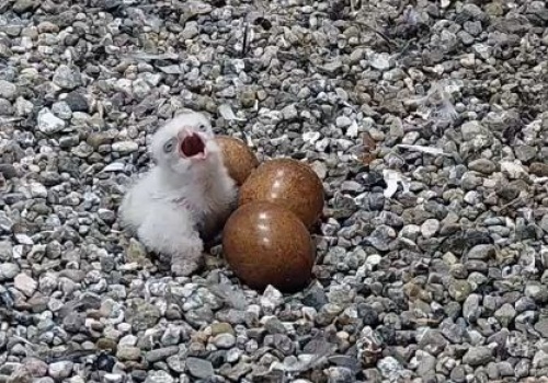 Pierwsze pisklę w gnieździe sokołów na PKiN