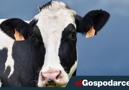 Powstanie marka „Polska Wołowina”