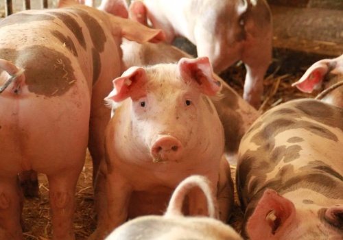 Znaczny wzrostu importu hiszpańskiej wieprzowiny do Polski. Ceny tuczników coraz niższe